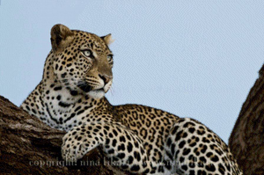 №941356 - взгляд, дикие кошки, леопард, отдых, природа - предпросмотр