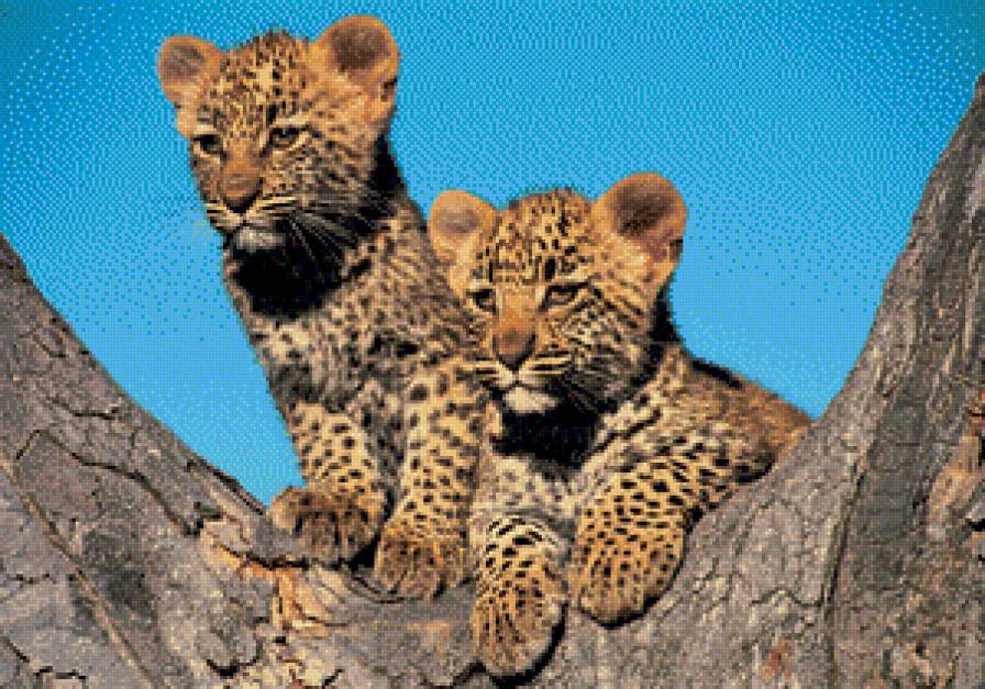 №941357 - дикие кошки, взгляд, отдых, котята, природа, леопард - предпросмотр