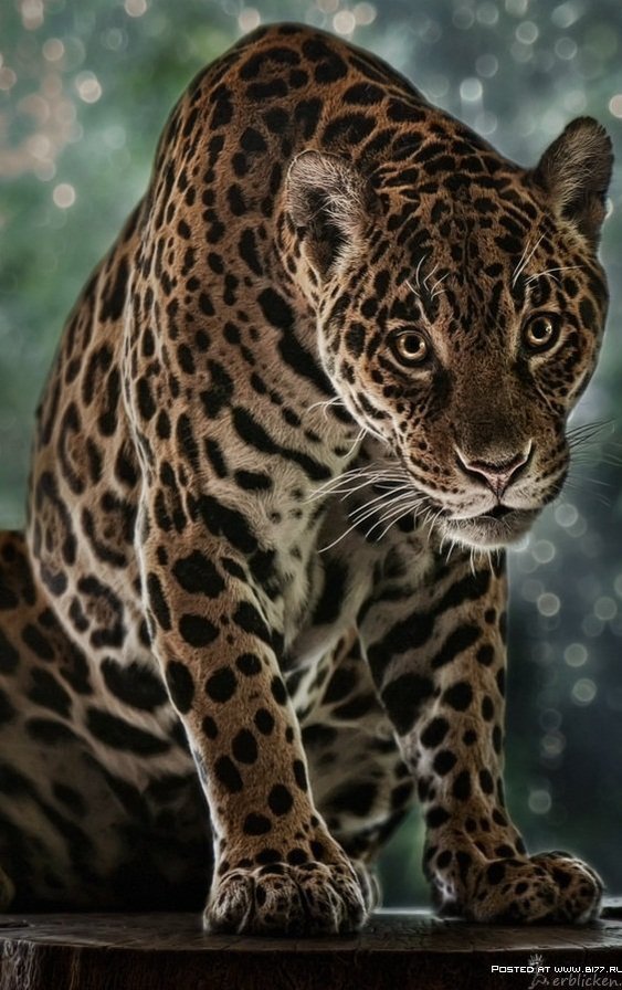 №941360 - дикие кошки, природа, отдых, взгляд, леопард - оригинал