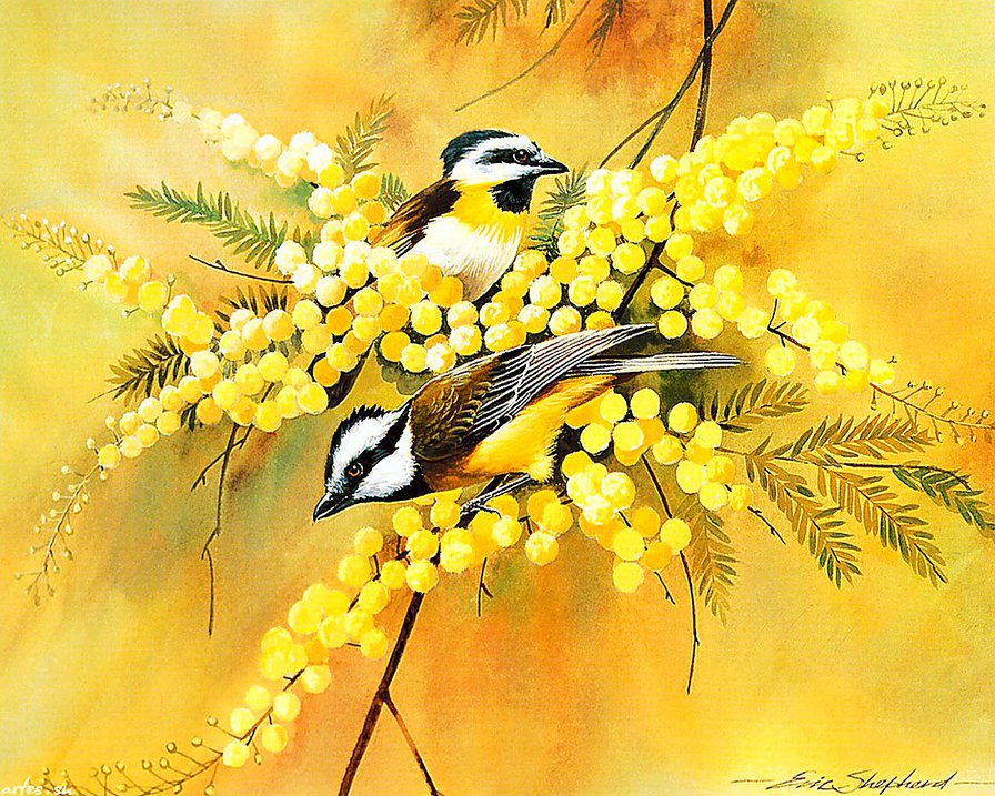 птицы на мимозе - цветы, картина, дерево, пара, ветка, мимоза, птицы, весна - оригинал