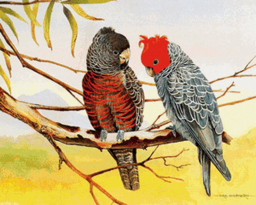 попугаи на ветке - природа, картина, попугаи, ветка, пара, птицы - предпросмотр