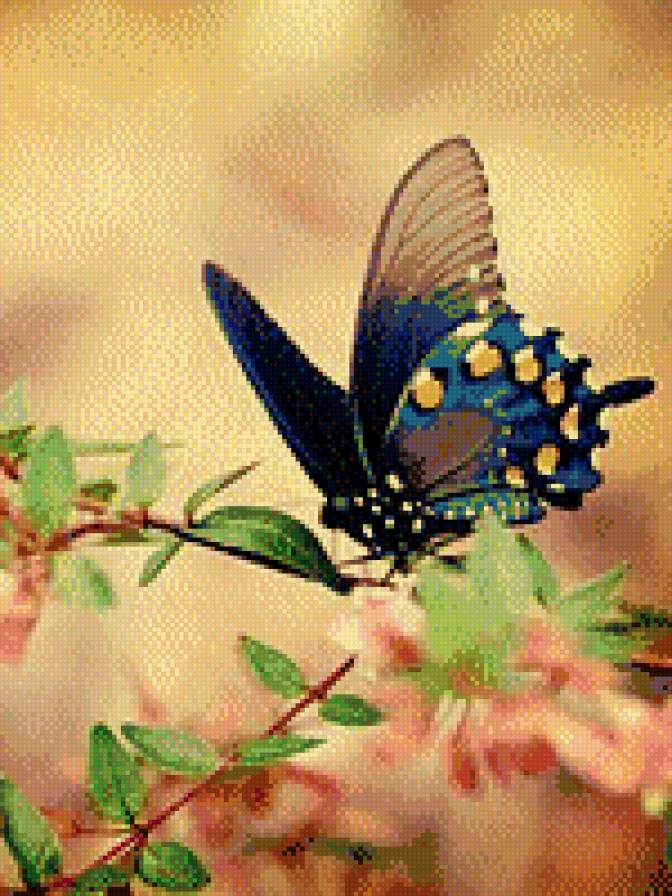 Бабочка - бабочка, лето - предпросмотр