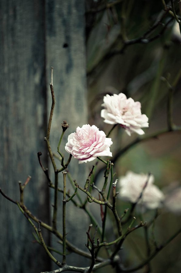 Белые розы - розы - оригинал