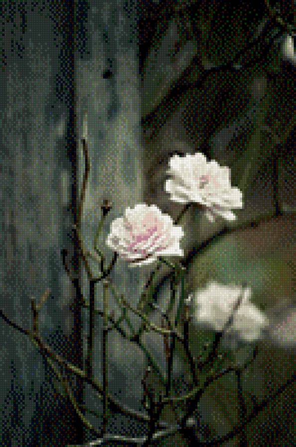 Белые розы - розы - предпросмотр