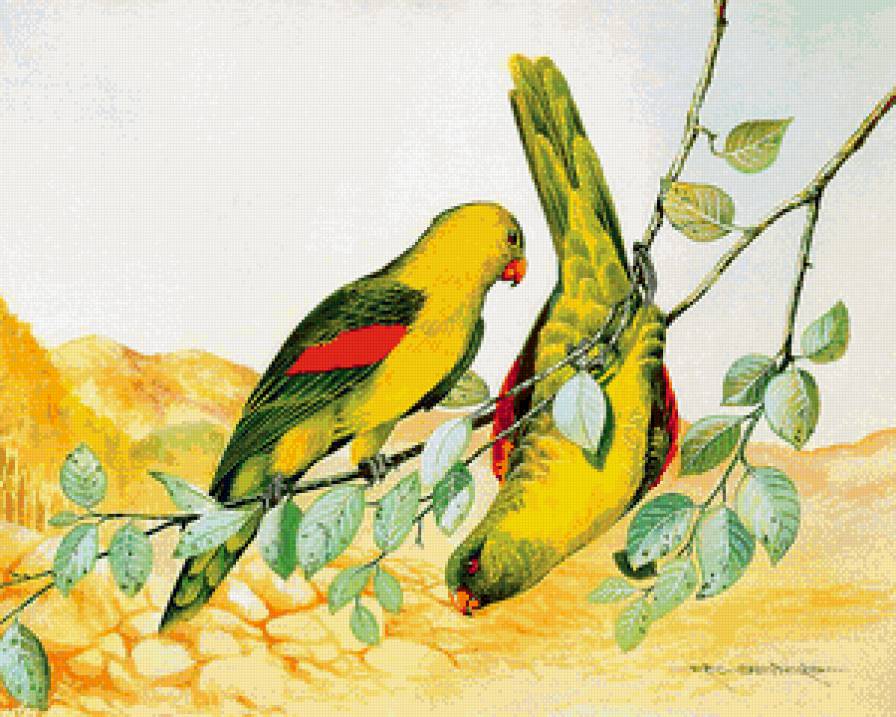 птицы на ветке - графика, птицы, неразлучники, попугаи, дерево, ветка - предпросмотр