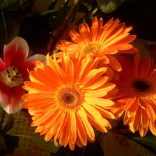 Схема вышивки «Солнечные герберы»