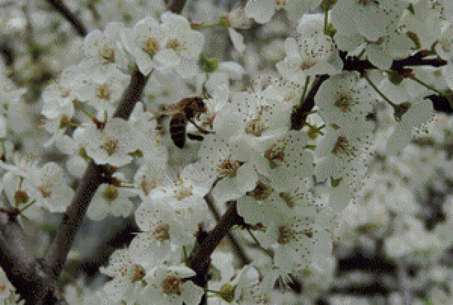 Пчёлка - весна, природа, цветы, пчела - предпросмотр