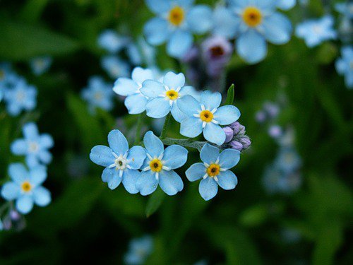 Незабудки - цветы - оригинал