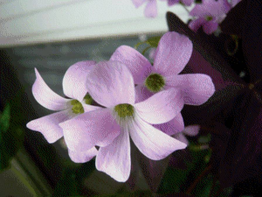 цветы - цветы - предпросмотр