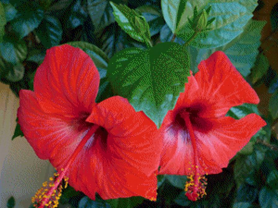 Гибискус - цветы - предпросмотр