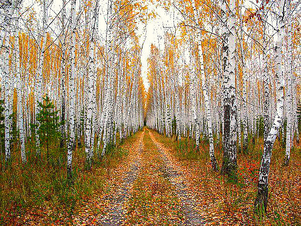 Осень - пейзаж - оригинал