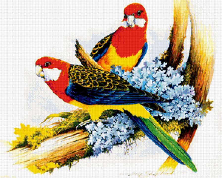 попугаи на ветке - птицы, пара, ветка, природа, попугаи, картина - предпросмотр