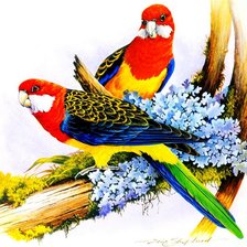 Оригинал схемы вышивки «попугаи на ветке» (№942342)