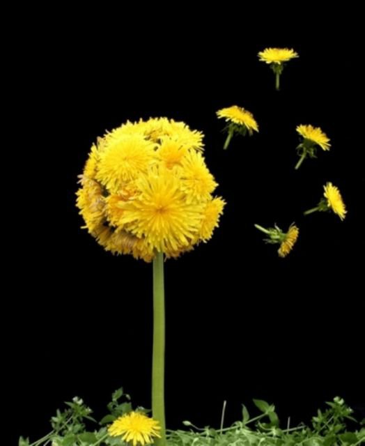 Одуванчиковый эксклюзив. - одуванчик, настроение, цветы - оригинал
