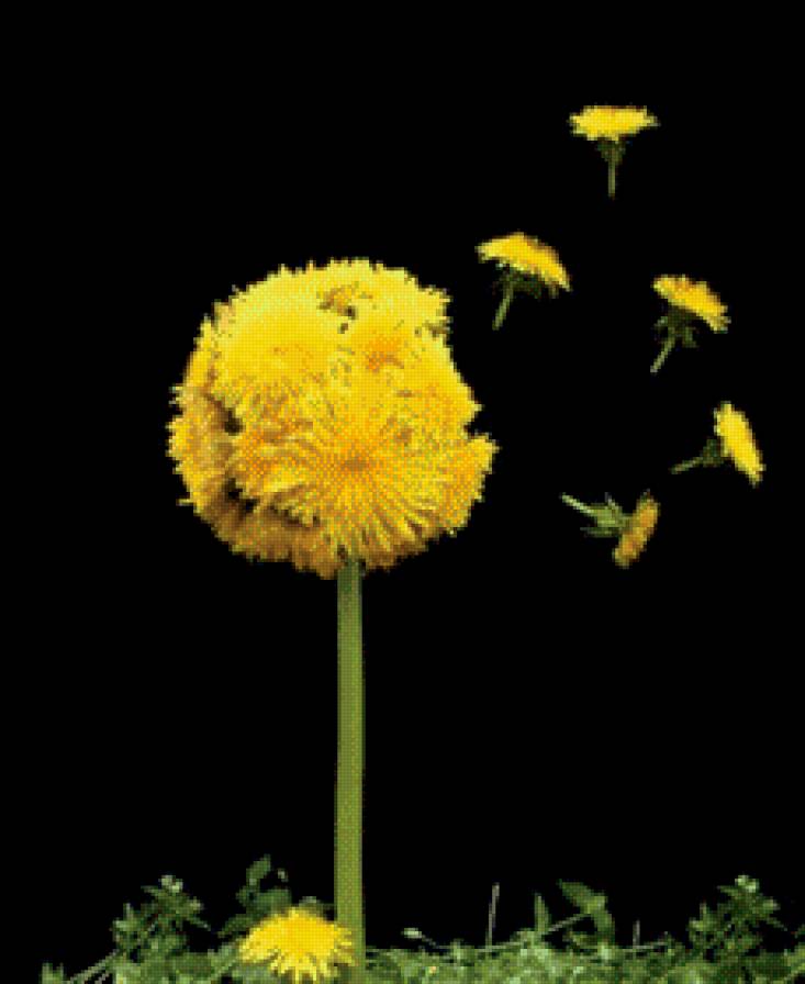 Одуванчиковый эксклюзив. - цветы, настроение, одуванчик - предпросмотр