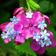 Схема вышивки «цветы»