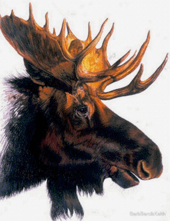 Лось - животные, лось - предпросмотр