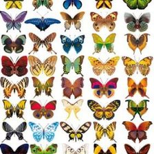 Схема вышивки «бабочки»