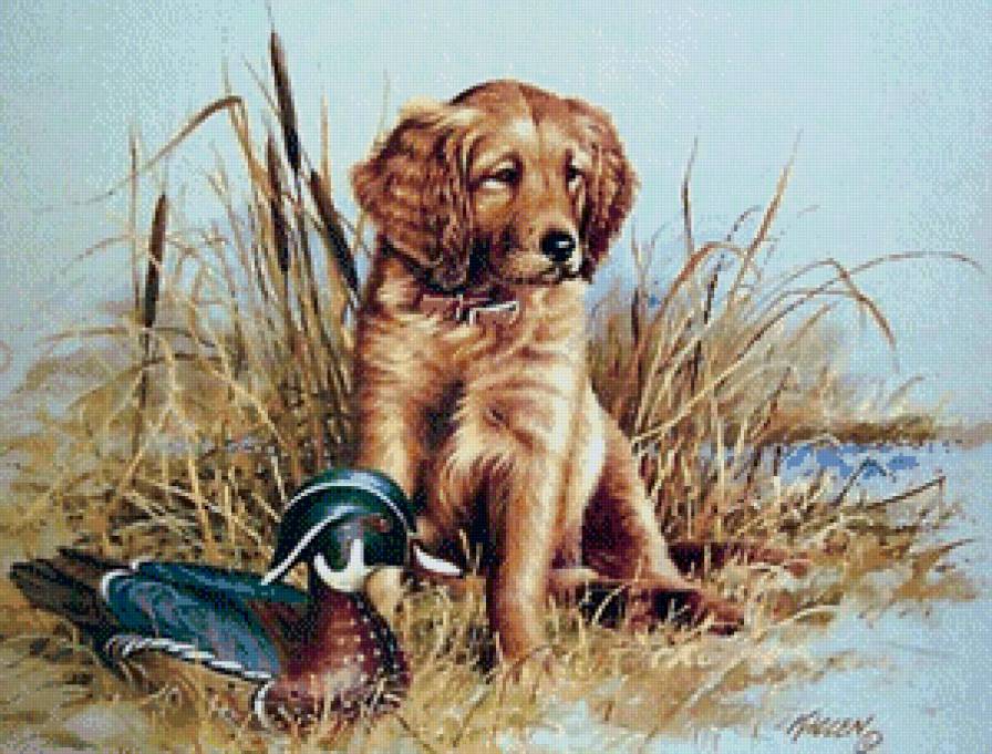 собака - охота, собака - предпросмотр