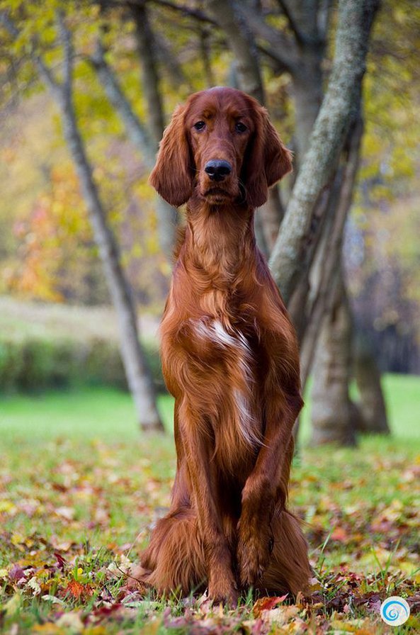 Ирландский сеттер - собака, животные, сеттер - оригинал