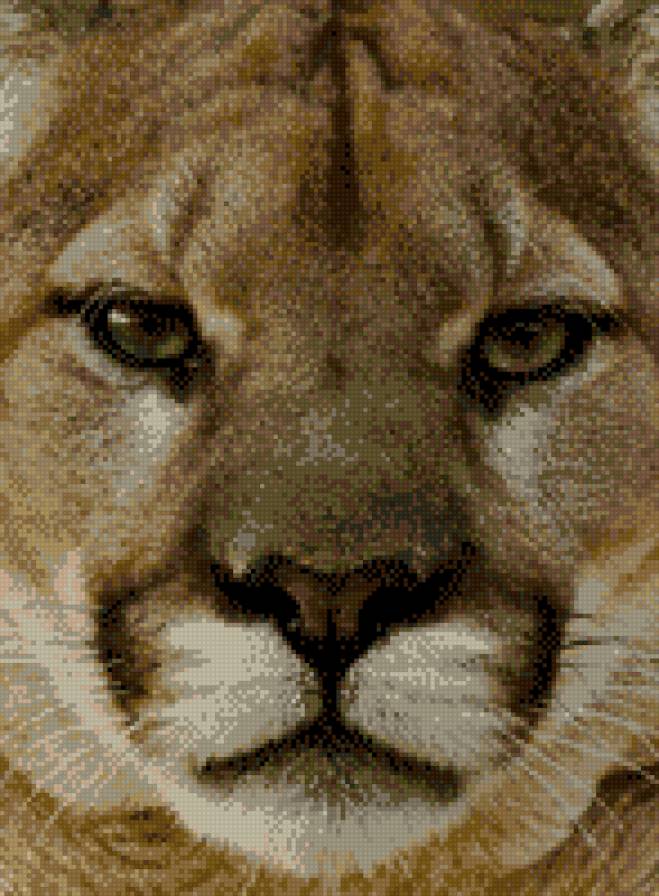 пума - предпросмотр