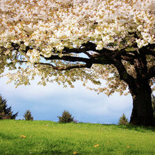 Схема вышивки «дерево»