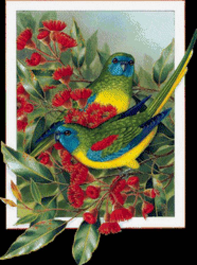 Попугаи - птицы, попугаи - предпросмотр