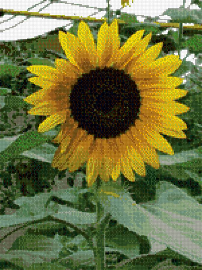 Подсолнух - цветы, лето - предпросмотр