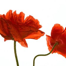 Схема вышивки «№944563»