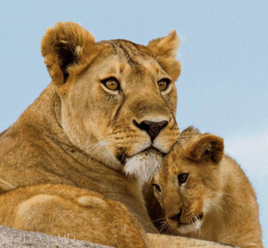 №944574 - львенок, львица, нежность, любовь, материнство - предпросмотр