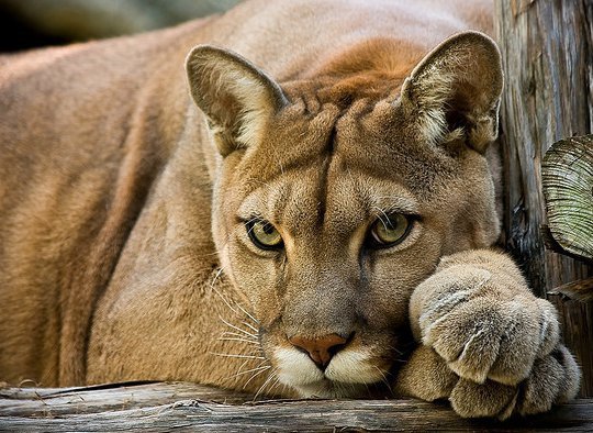 №944577 - отдых, дикие животные, пума, взгляд - оригинал