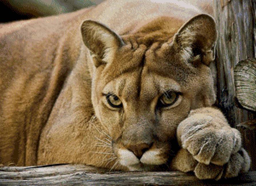 №944577 - отдых, взгляд, пума, дикие животные - предпросмотр