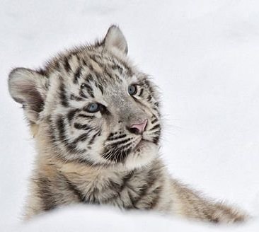 №944580 - тигренок, зима, хищник, снег, полосатик, малыш - оригинал