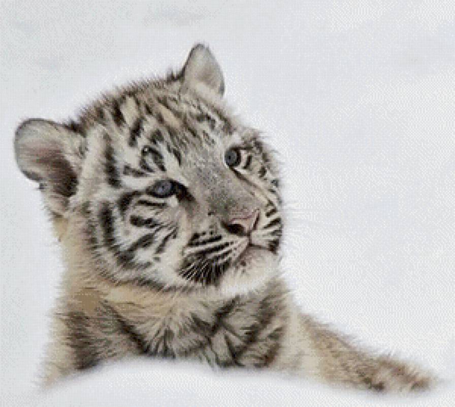 №944580 - хищник, снег, тигренок, малыш, полосатик, зима - предпросмотр