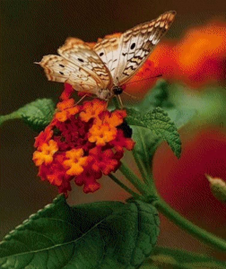 цветы с бабочкой - цветы с бабочкой - предпросмотр