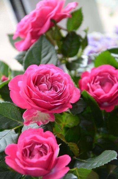 розы - розы, цветы - оригинал