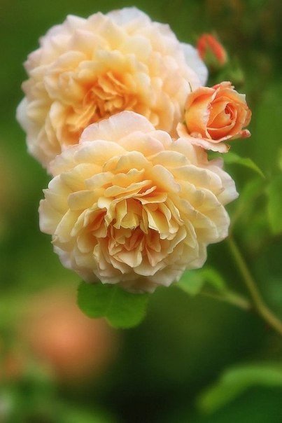 садовые цветы - садовые цветы - оригинал