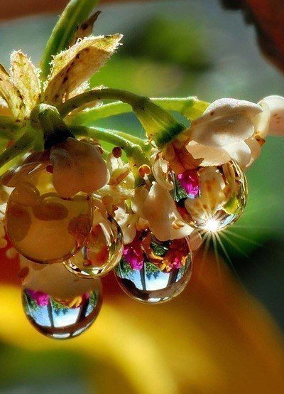 Роса - цветы, роса, красота - оригинал