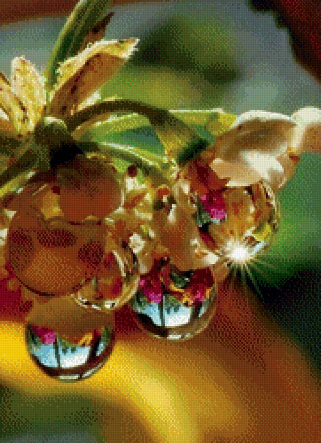 Роса - роса, красота, цветы - предпросмотр