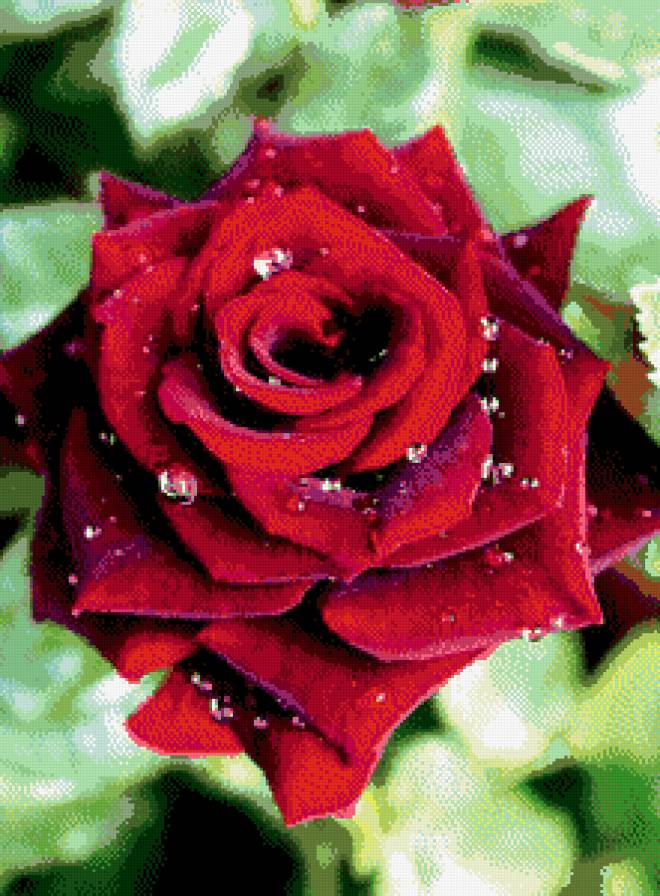 Роза - цветы - предпросмотр