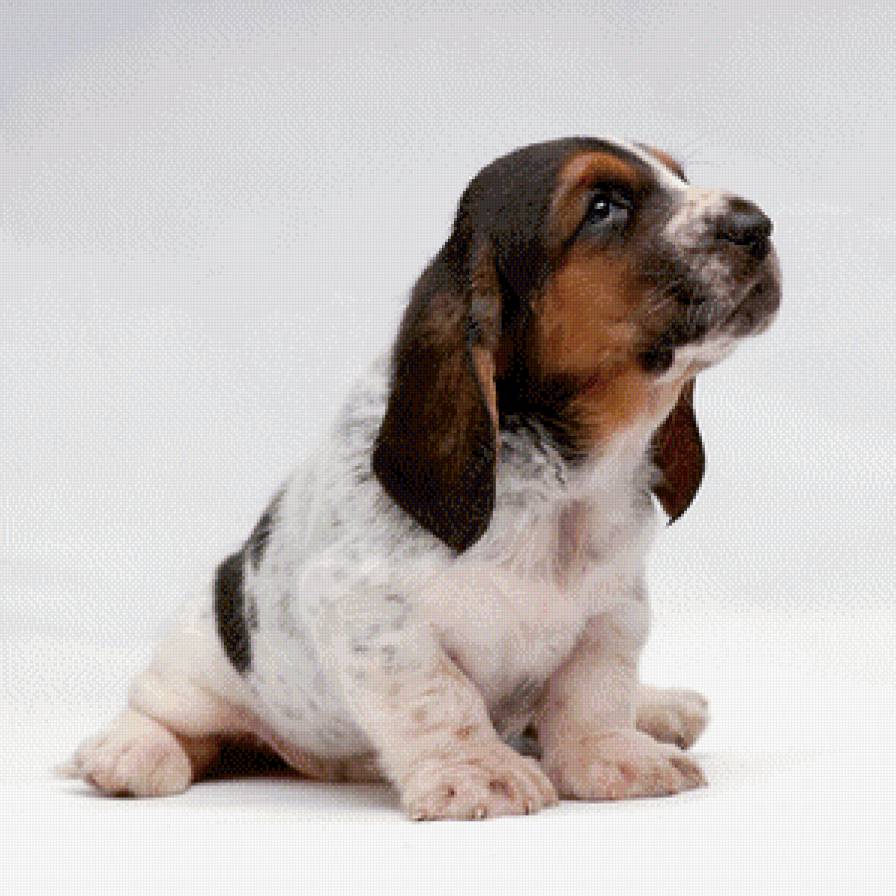 Щенок - щенок, животные, собака - предпросмотр