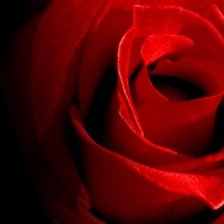 Оригинал схемы вышивки «красная роза» (№945421)