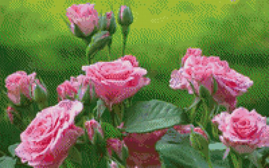 Куст розы - розовые розы., розы, цветы - предпросмотр