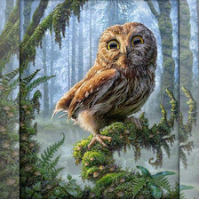 Схема вышивки «Серия "Пернатые"»