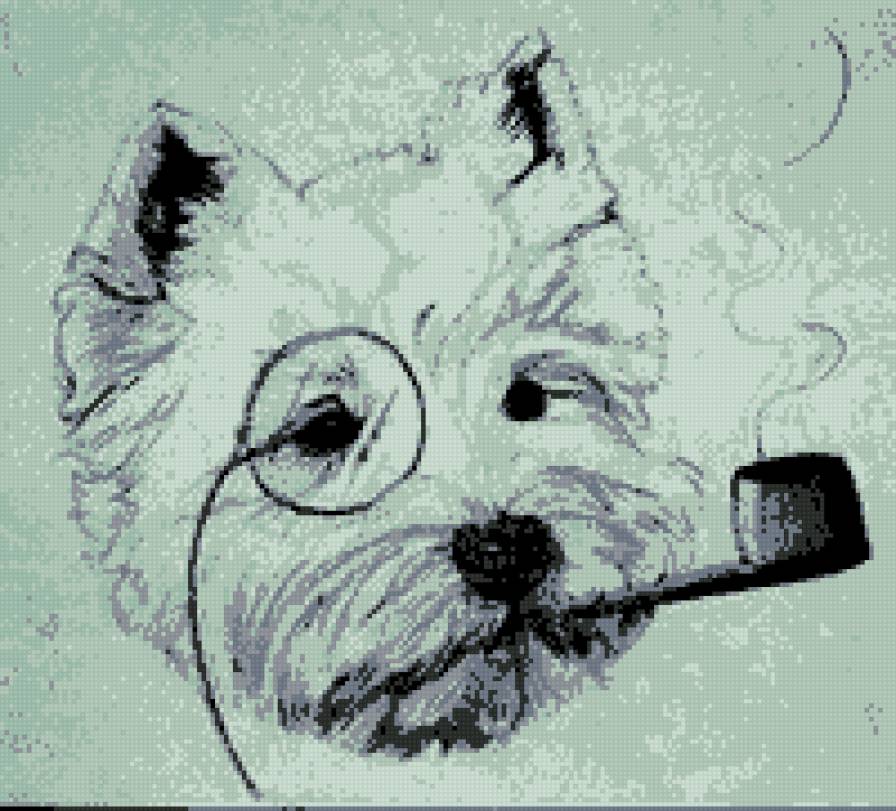 Вест хайленд вайт (уайт) терьер - вест, терьер, вайт, уайт, вестик, хайленд, вестхайленд - предпросмотр