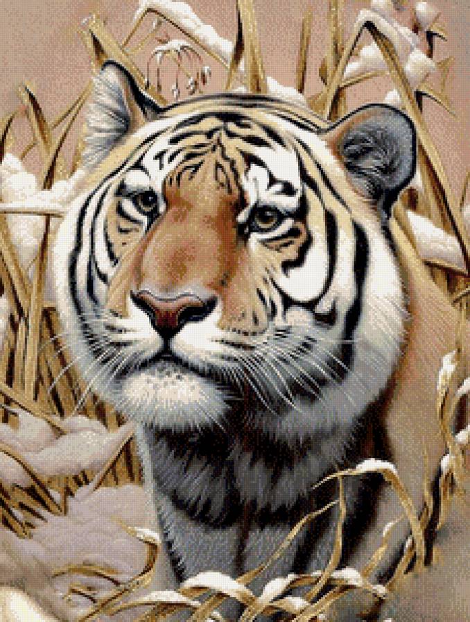 Серия "Дикая природа" - взгляд, хищник, зима, красавец, тигр - предпросмотр