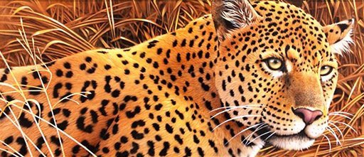 Гепард - дикие звери, гепард, хищник - оригинал