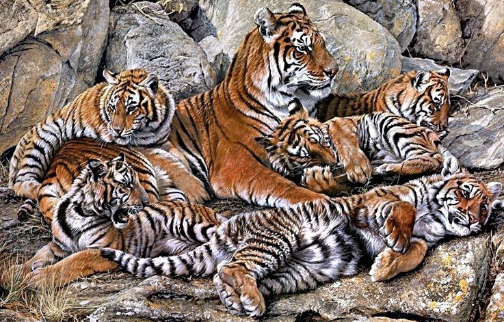 Тигриное семейство - хищники, тигры, отдых, игра, тигрята - оригинал