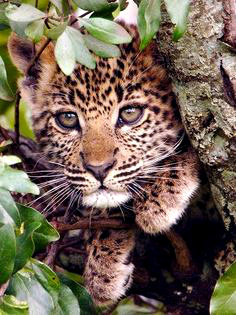 Серия "Дикая природа" - природа, леопард, дикие кошки, взгляд, котенок, отдых - оригинал