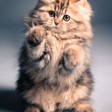 Схема вышивки «Котенок»